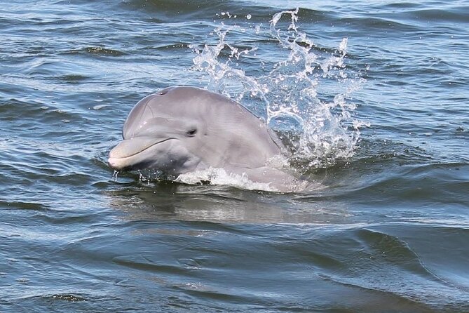 Cocoa Beach Dolphin and Wildlife Tour - Cocoa Beach’s Banana River Ride: Why This Feels More Like Florida Than the Beach