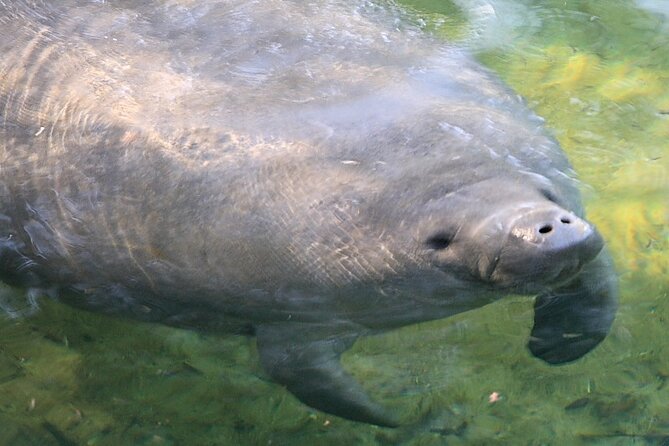 Cocoa Beach Dolphin and Wildlife Tour - Who This Tour Suits Best (And Who Might Want Something Different)