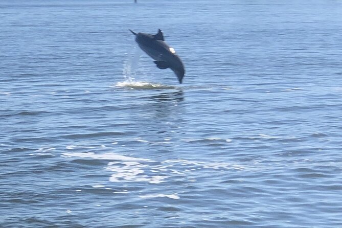 Cocoa Beach Dolphin and Wildlife Tour - Getting There at 420 W Cocoa Beach Causeway (and Making the Most of Your Timing)