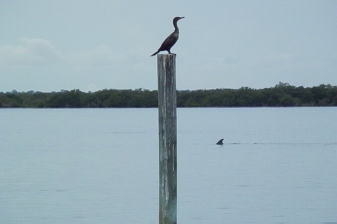 Cocoa Beach Dolphin and Wildlife Tour - Should You Book the Cocoa Beach Dolphin and Wildlife Tour?