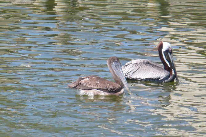 Cocoa Beach Dolphin and Wildlife Tour - Meeting point and parking: the 200-foot walk that matters
