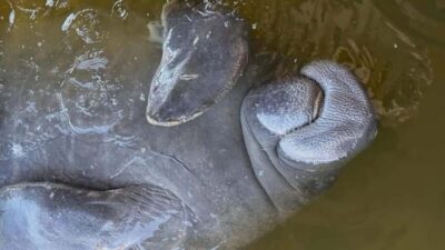 Cocoa Beach: Dolphin & Manatee Pontoon Cruise - What You’re Actually Looking For: Dolphins, Manatees, Birds, and Alligator Possibilities