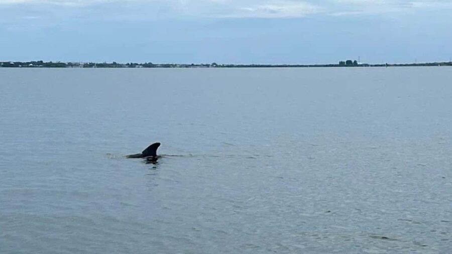 Cocoa Beach: Dolphin & Manatee Pontoon Cruise - What’s Included (and Why That Matters on a Warm Day)
