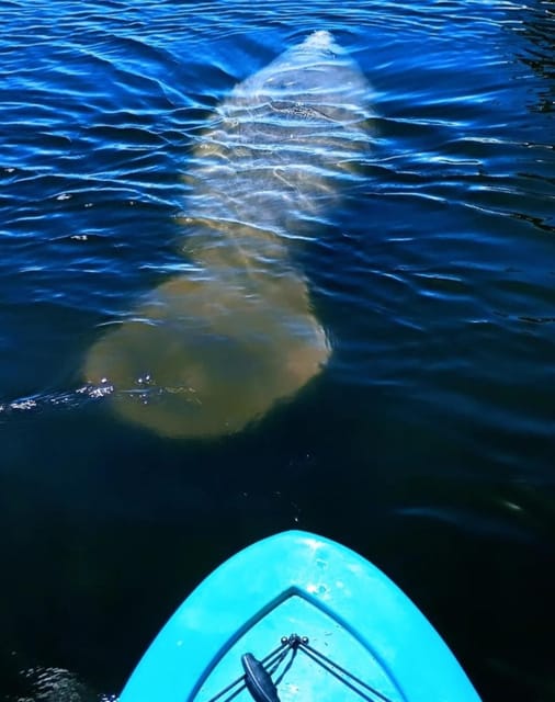 Cocoa Beach/Merritt Island: Guided Dolphin and Manatee Tour - Entering the Water: Meeting at Kiwanis Island Park Road