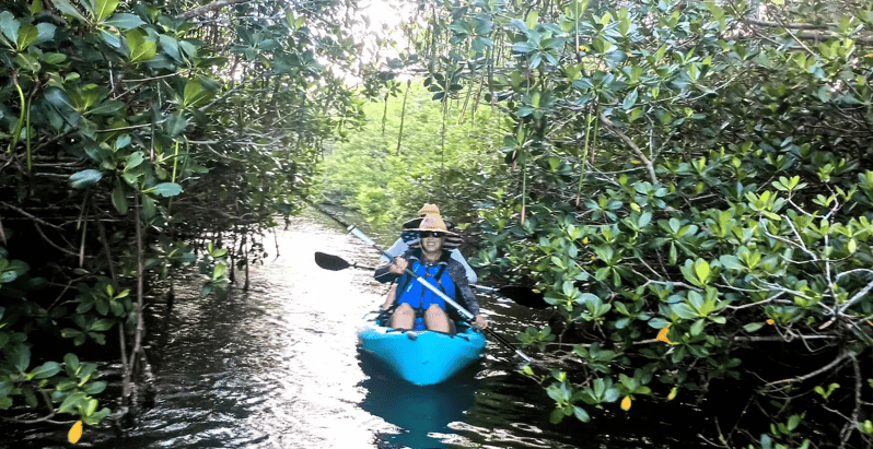Cocoa Beach/Merritt Island: Guided Dolphin and Manatee Tour - Kayak vs. SUP: What the Lagoon Time Likely Includes