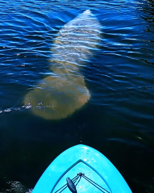 Cocoa Beach/Merritt Island: Guided Dolphin and Manatee Tour - What to Bring (So You Can Actually Enjoy the Paddle)