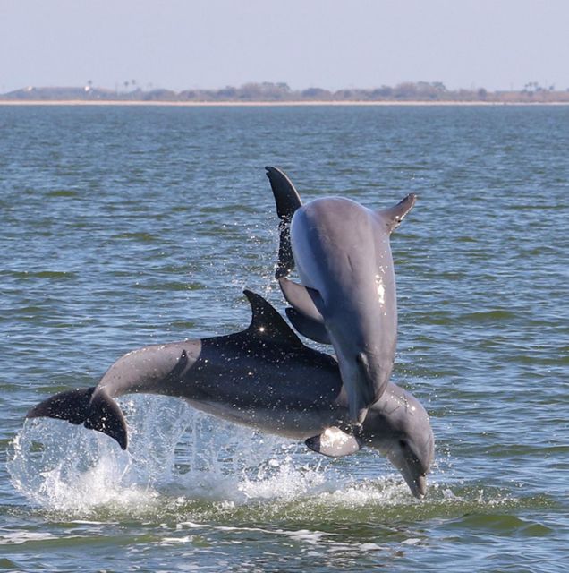 Cocoa Beach: Private 2-Hour Dolphin Sightseeing Tour - More Than Dolphins: Birds, Alligators, and Whale Watching Possibilities