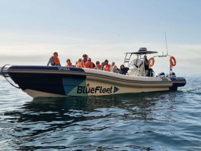 Combo: Benagil & Dolphins Boat Tour w/ Marine Biologists - Cruising the Algarve coastline: cliffs, sea caves, and golden beaches