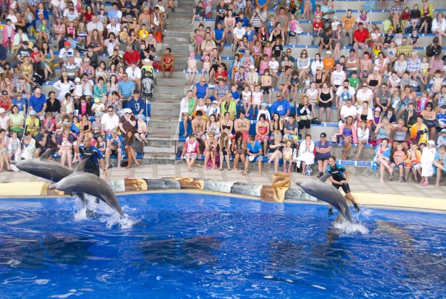 Costa Adeje: Aqualand Water Park Ticket with Dolphin Show - Lava River and Vulcano Spa: the break you’ll be glad you planned