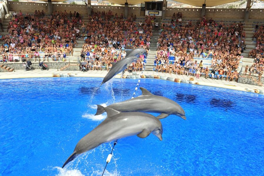 Costa Adeje: Aqualand Water Park Ticket with Dolphin Show - Entry and timing: lining up with the park’s daily rhythm