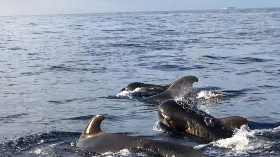 Costa Adeje: Whale and Dolphin Cruise with Food and Pickup - Getting to Puerto Colón: Pantalan 9 and the Red Maxicat