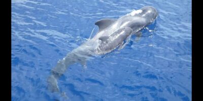 Costa Adeje: Whale and Dolphin Cruise with Food and Pickup - On the Water: How the Crew Targets Whales, Dolphins, and Birds