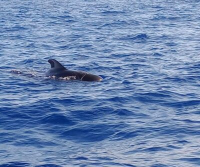 Costa Adeje: Whale and Dolphin-Watching Boat Excursion - The small-boat advantage: 18 passengers and real sightlines