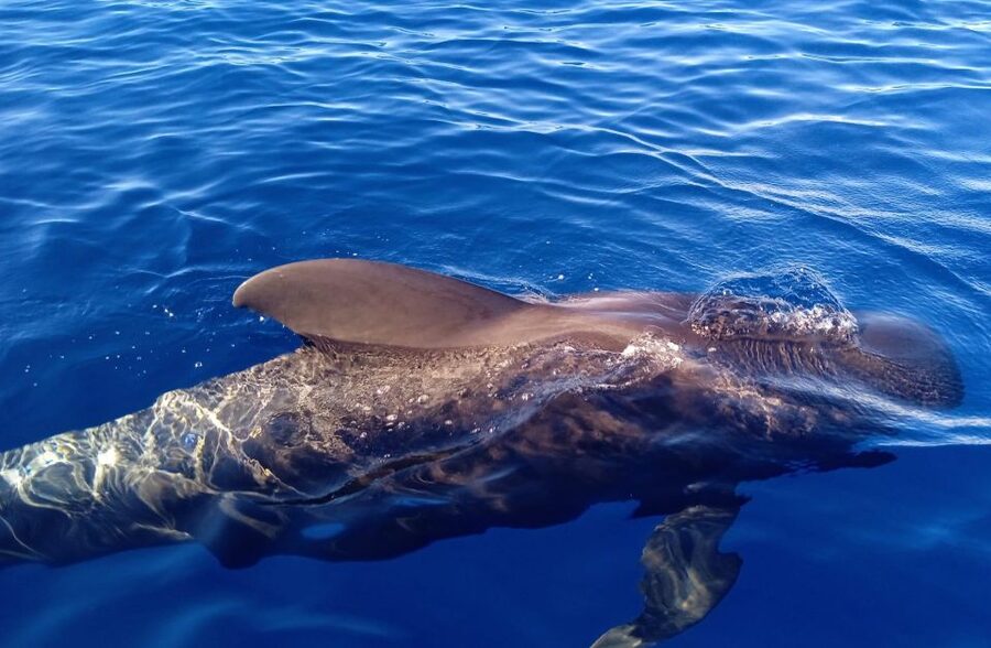 Costa Adeje: Whale and Dolphin-Watching Boat Excursion - The snack-and-sip setup: included drink and sandwich