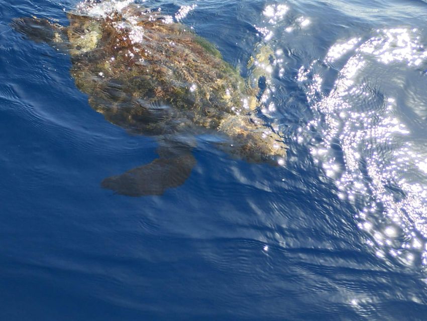 Costa Adeje: Whale and Dolphin-Watching Boat Excursion - Safety and comfort on rougher days