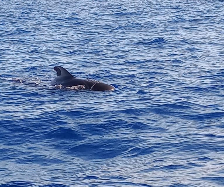 Costa Adeje: Whale and Dolphin-Watching Boat Excursion - The small-boat advantage: 18 passengers and real sightlines
