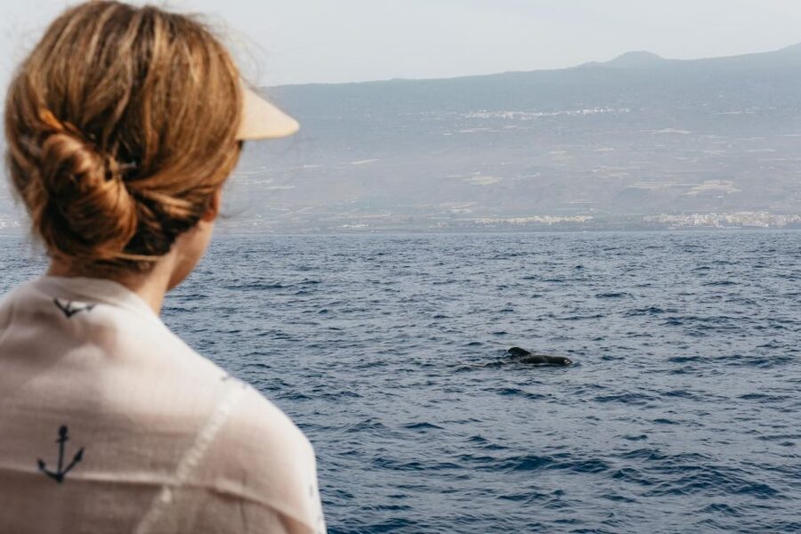 Costa Adeje: Whale & Dolphin Eco-Cruise with Snacks & Drinks - Finding Whales and Dolphins Without Turning It Into a Chase