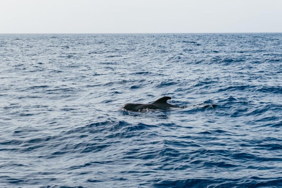 Costa Adeje: Whale & Dolphin Eco-Cruise with Snacks & Drinks - The Best Bonus Views: Teide and the Tenerife coast from sea level