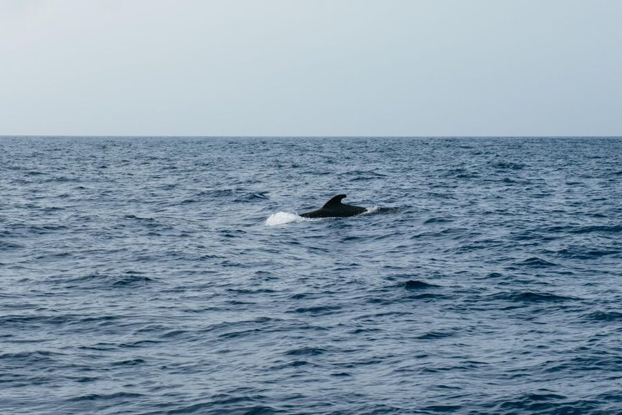 Costa Adeje: Whale & Dolphin Eco-Cruise with Snacks & Drinks - The Swim Stop: Cooling Off, Snorkel Options, and What to Pack
