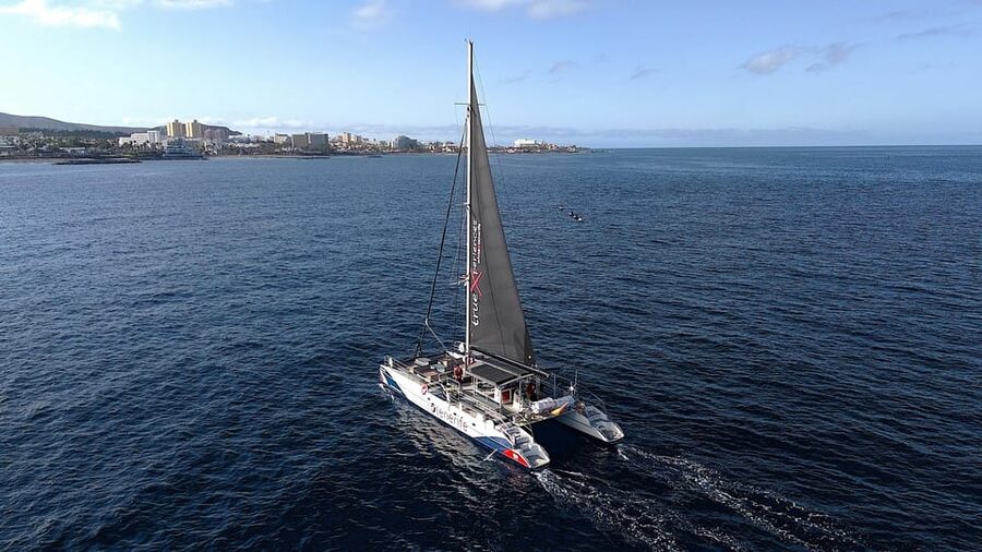 Costa Adeje: Whale & Dolphin Eco-Cruise with Snacks & Drinks - Who should book this cruise from Costa Adeje?