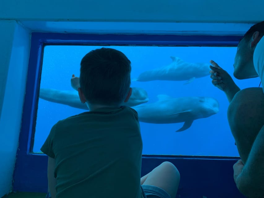 Costa Adeje: Whale & Dolphin Submarine Vision Mini Cruise - Key Things That Make This Mini Cruise Worth It