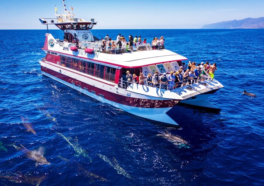Costa Adeje: Whale & Dolphin Submarine Vision Mini Cruise - Royal Delfin at Puerto Colón: Dock 12 and the Easy Start