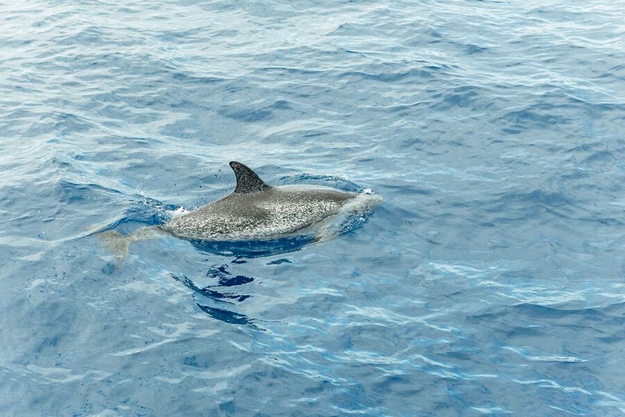Costa Adeje: Whale & Dolphin Submarine Vision Mini Cruise - Practical Tips Before You Go (So the Boat Doesn’t Beat You)