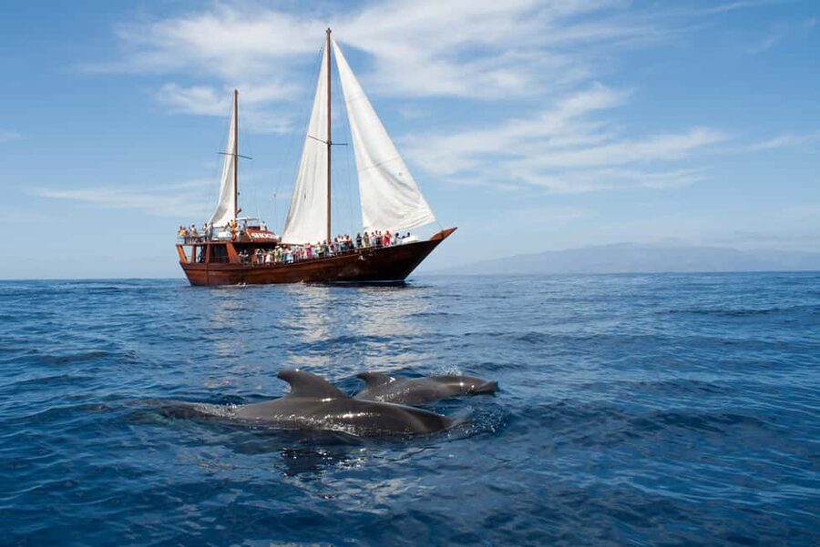 Costa Adeje: Whale & Dolphin Watching Cruise with Swim - Key things to know before you go