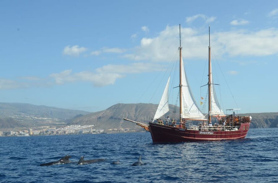 Costa Adeje: Whale & Dolphin Watching Cruise with Swim - Should you book the Neptuno Whale Experience Tenerife cruise?