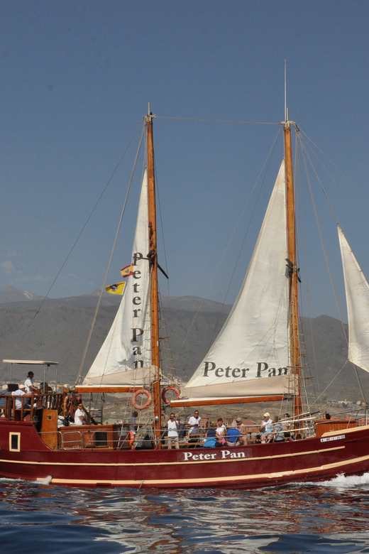Costa Adeje: Whale & Dolphin Watching Cruise with Swim - The swim stop: crystal-clear water and captain-led timing