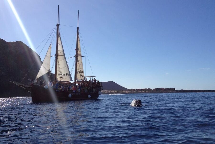 Costa Adeje: Whale & Dolphin Watching Cruise with Swim - Crew, guidance, and onboard comfort that actually matter