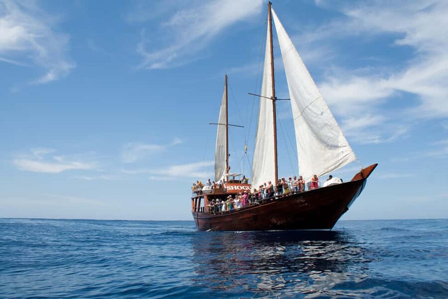 Costa Adeje: Whale & Dolphin Watching Cruise with Swim - Price and time: why $29 can feel like a smart deal