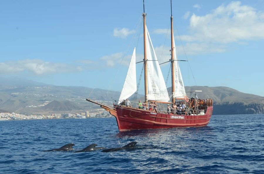 Costa Adeje: Whale & Dolphin Watching Cruise with Swim - Who this fits well (and who should skip)