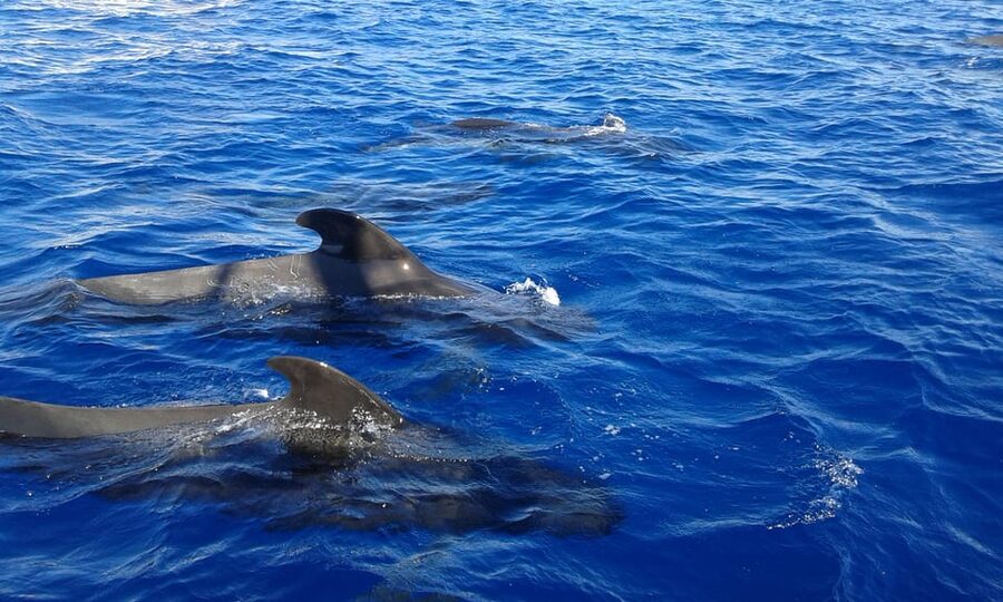Costa Adeje: Whale & Dolphin Watching Cruise with Swim - Practical tips so you’re comfortable (and ready for the swim)