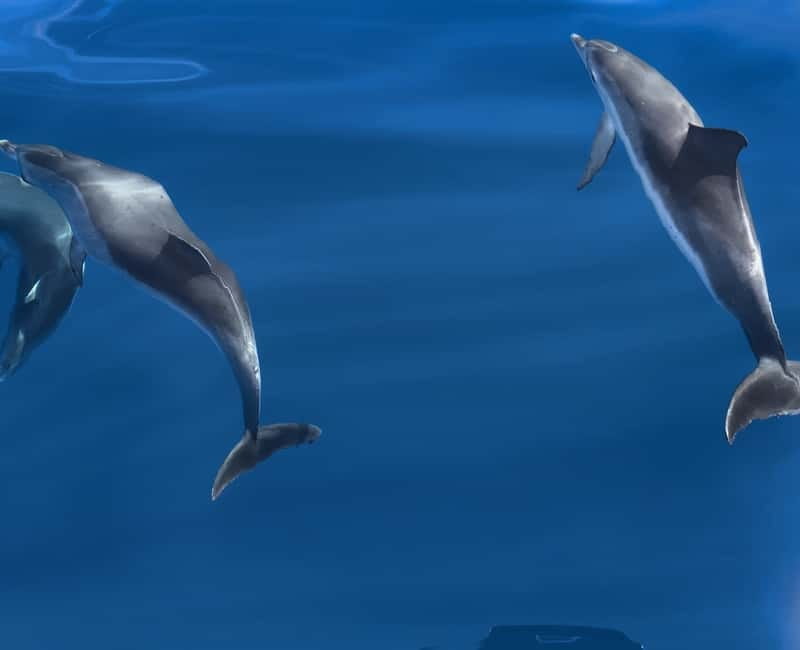 Costa Calma: Fuerteventura Dolphin Watching Boat Tour - Key things to know before you go