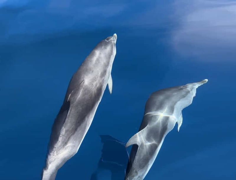 Costa Calma: Fuerteventura Dolphin Watching Boat Tour - The scenic transfer: Morro Jable views on the way to the Atlantic