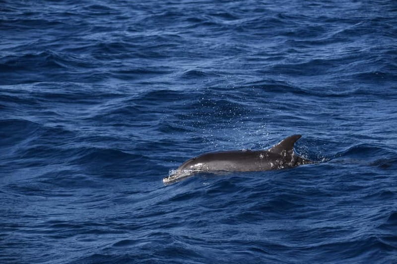 Costa Calma: Fuerteventura Dolphin Watching Boat Tour - Hotel transfers from Costa Calma, Esquinzo, or Jandia (and why they’re worth it)
