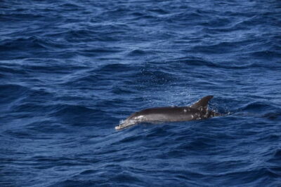 Costa Calma: Fuerteventura Dolphin Watching Zodiac Boat Tour - Getting picked up in Esquinzo or Jandia and reaching the boat