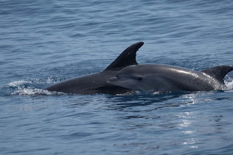 Costa Calma: Fuerteventura Dolphin Watching Zodiac Boat Tour - Morro Jable coast views and the kind of photo opportunities you’ll actually use