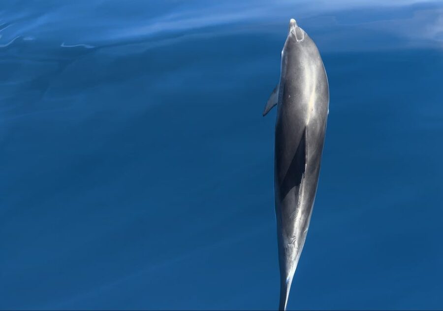 Costa Calma: Fuerteventura Dolphin Watching Zodiac Boat Tour - FAQ