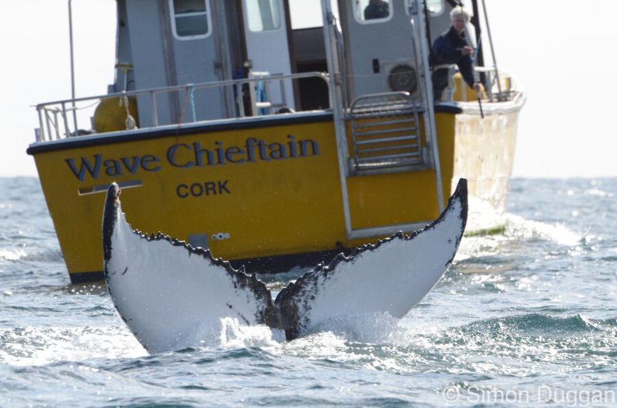 County Cork: Whale & Dolphin Watching Boat Trip - Key Things I’d Plan Around
