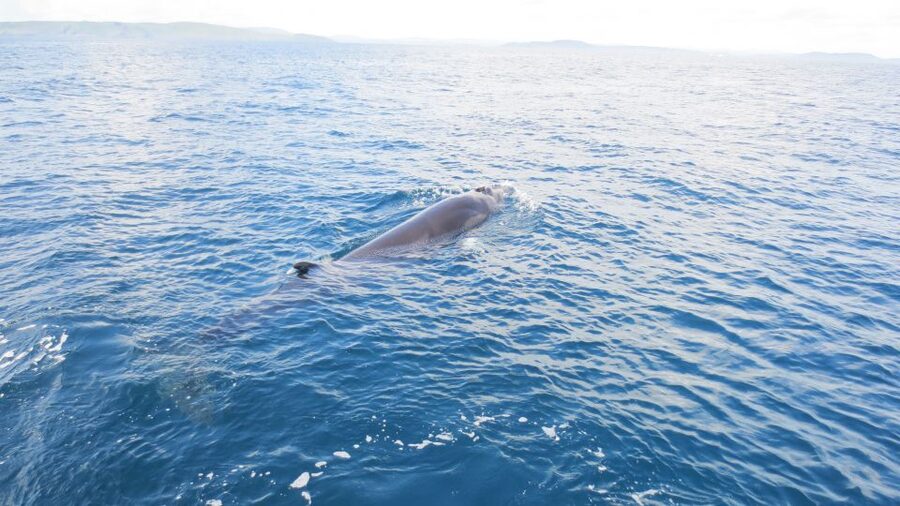 County Cork: Whale & Dolphin Watching Boat Trip - Should You Book the County Cork Whale & Dolphin Watching Boat Trip?
