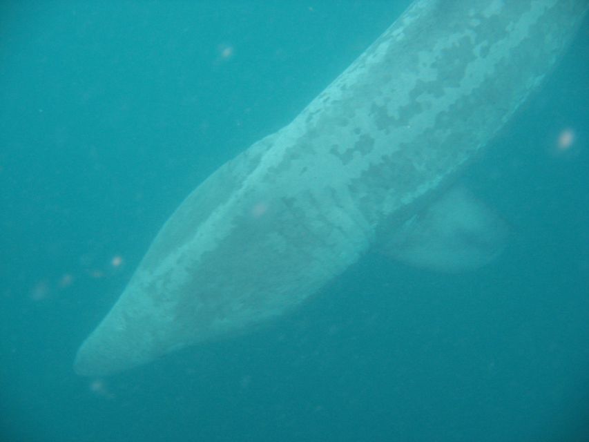 County Cork: Whale & Dolphin Watching Boat Trip - Wildlife You Might Spot: Whales, Dolphins, Seals, and More