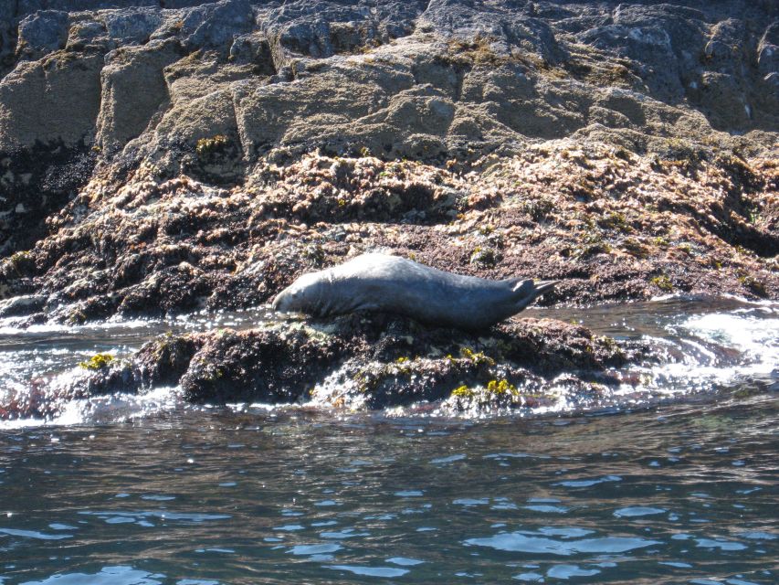 County Cork: Whale & Dolphin Watching Boat Trip - Comfort on a Rough-Water Day: Seating, Deck Time, and Staying Safe