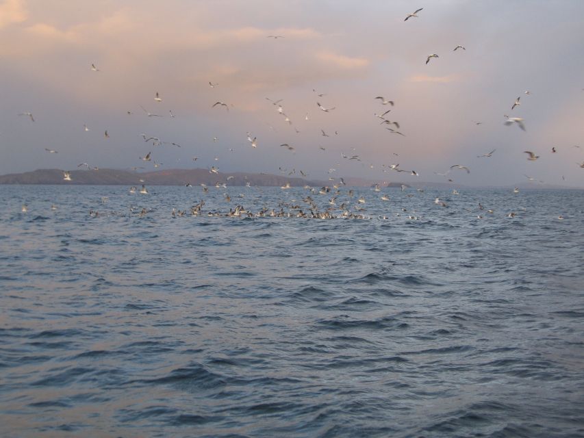 County Cork: Whale & Dolphin Watching Boat Trip - Tips to Improve Your Odds Without Overthinking It
