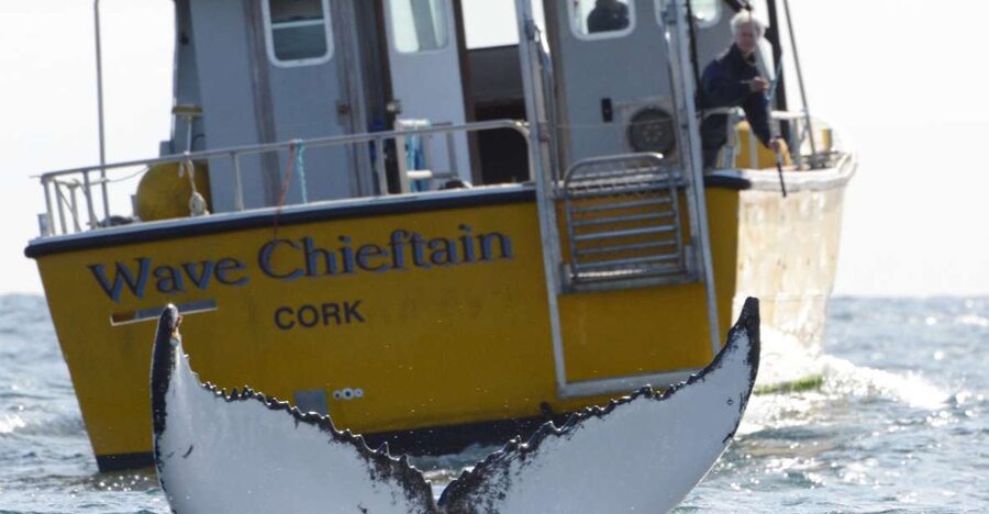 County Cork: Whale & Dolphin Watching Boat Trip - How the 3–4 Hour Offshore Cruise Really Plays Out