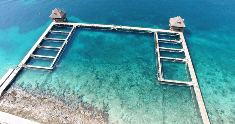Cozumel: Dolphin Royal Connection and Manatee Interaction - Key points before you schedule