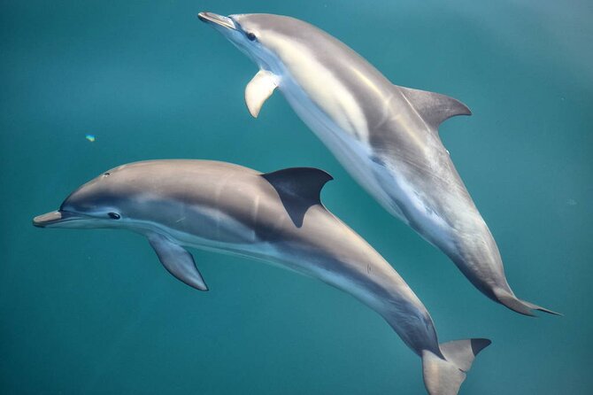 Cruise and Snorkeling with Dolphins Including Lunch from Hurghada - A 7-hour dolphin hunt off Hurghada’s coast