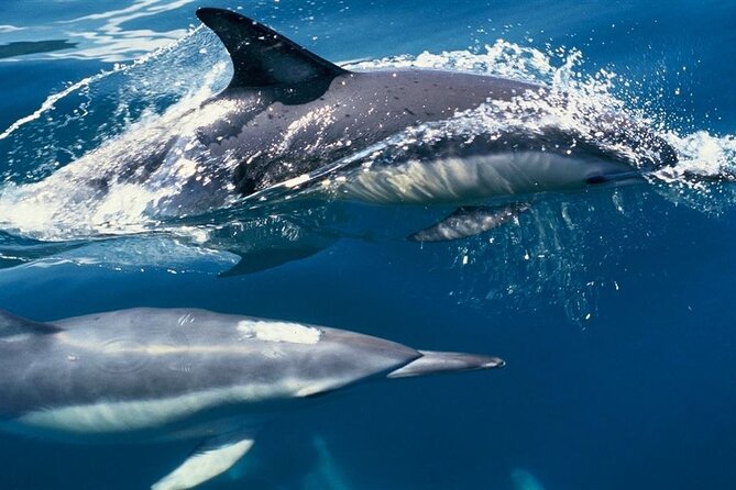Cruise and Snorkeling with Dolphins Including Lunch from Hurghada - How the dolphin-spotting portion actually works