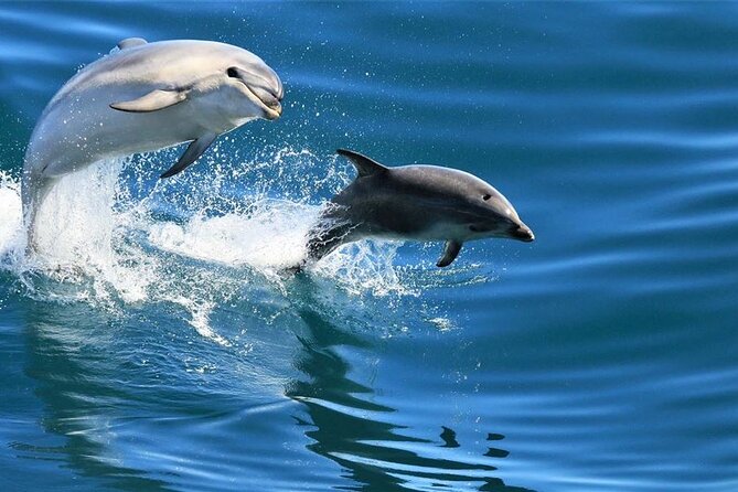 Cruise and Snorkeling with Dolphins Including Lunch from Hurghada - Price and value: what you’re really getting for $7.46